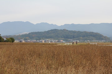 枯草と山