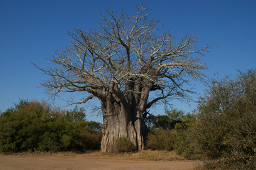 Fototapeta na wymiar duży baobab w Parku Narodowym Krugera w RPA
