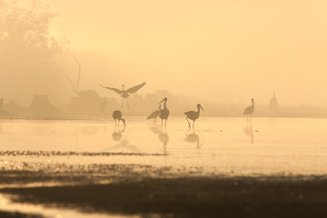 Fototapeta na wymiar ptaki w mgle