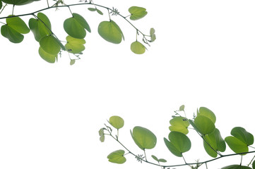 Card board, green leaf on white background.