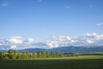 meadow with white dandelions
