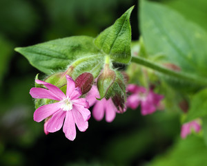 Red Campion Flower