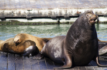 Naklejka premium Pier 39 Sea Lions