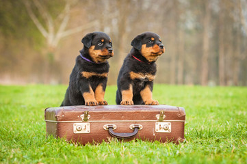 Rottweiler puppies standing on a suitcase