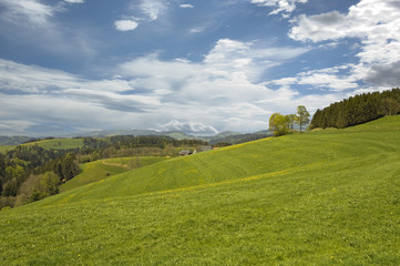 Fototapeta premium Wiese im Schwarzwald