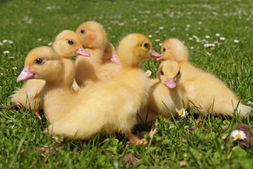 Entenküken im Gras