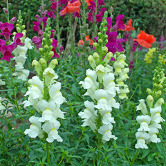 Großes Löwenmaul - Antirrhinum majus