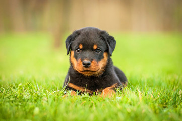 Rottweiler puppy lying on the lawn © Rita Kochmarjova