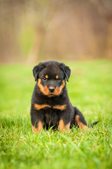 Rottweiler puppy sitting on the lawn
