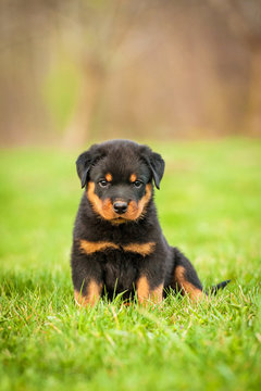 Rottweiler Puppy Sitting On The Lawn