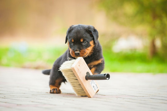 Rottweiler puppy playing with paint brush