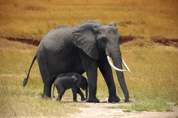 Elephant with a small baby in Amboseli