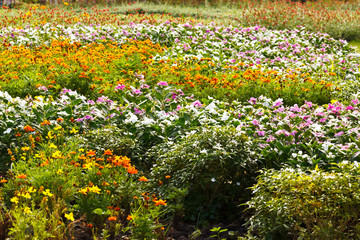 the lovely flower in garden