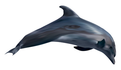 dolphin isolated on white illustration © Alexander Potapov