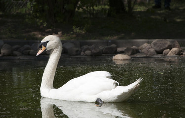 swan