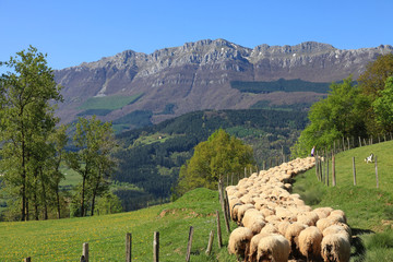 Naklejka premium ovejas rebaño pastor país vasco 3932-f14