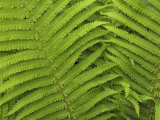 Fern