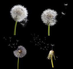 set of old dandelions isolated on black