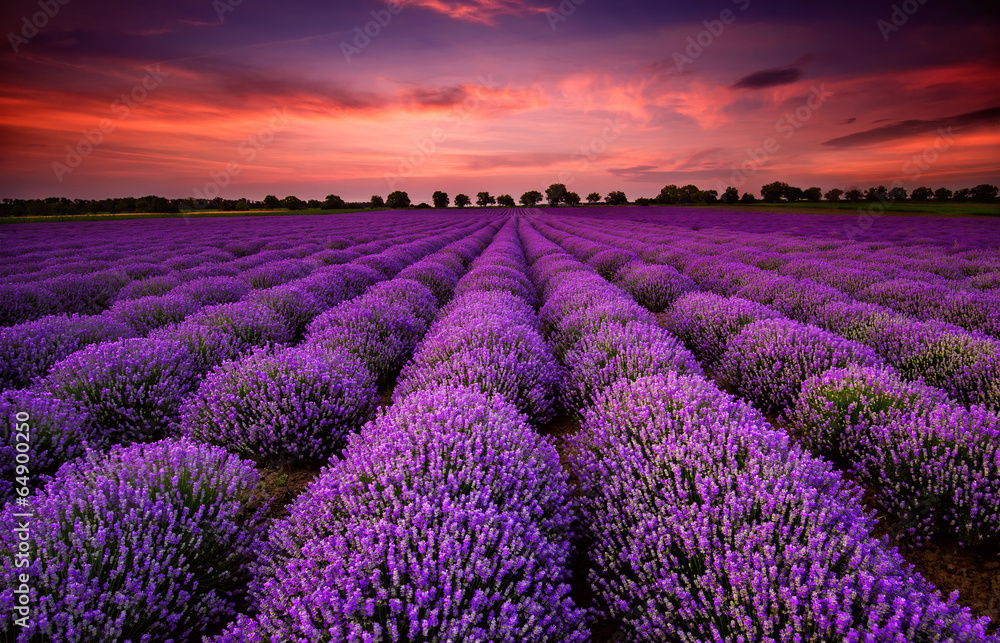 Wall mural stunning landscape with lavender field at sunset