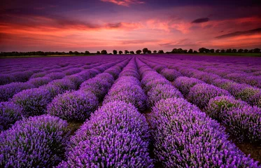 Foto auf Acrylglas Violett Atemberaubende Landschaft mit Lavendelfeld bei Sonnenuntergang