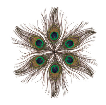 Fototapeta star from peacock feathers isolated on white