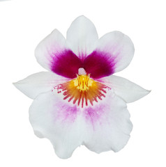 Fototapeta na wymiar white pink orchid flower with pink and yellow center