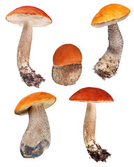 set of orange-cap boletus isolated on white