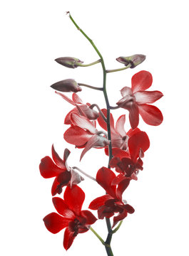 dark red orchid flower branch isolated on white