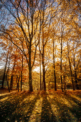 Obraz premium Fall / Autumn in the woods - Golden sun light coming through th