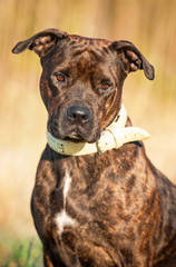 Portrait of american staffordshire terrier
