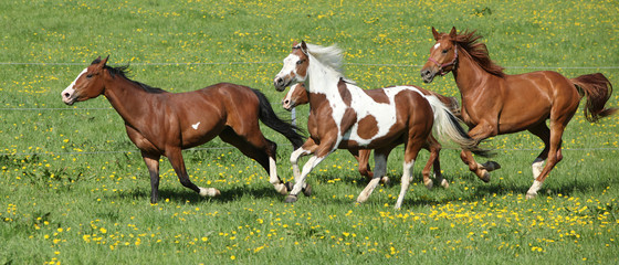 Batch of beautiful horses running on pasturage