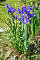 Iris