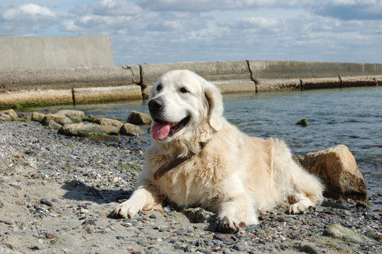 Portrait of friendly golden retriever dog at the beach