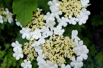 viburnum blossom