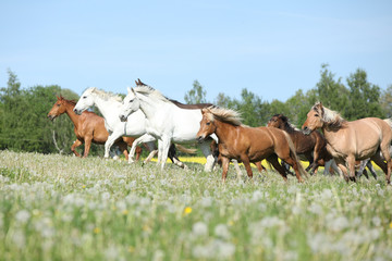 Very various batch of horses running on pasturage