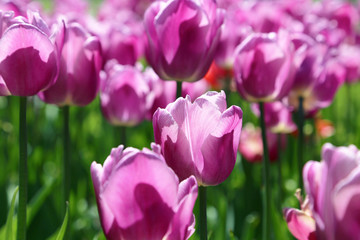 Beautiful bright tulips