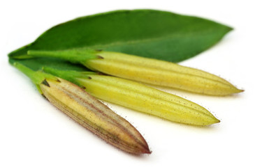Ayurvedic medicinal Chirata pods with green leaf
