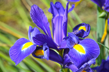 Iris