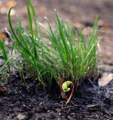 young sprout emerged from the earth