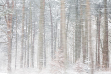Heavy Snow in Woods