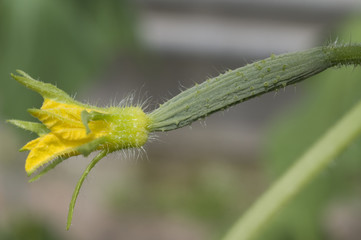Gurkenblüte