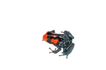 Ranitomeya benedicta