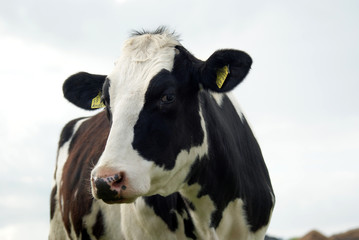 Schwarz Weiße Kuh auf der Weide