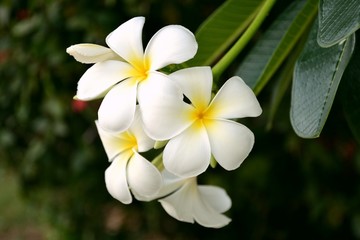 plumeria