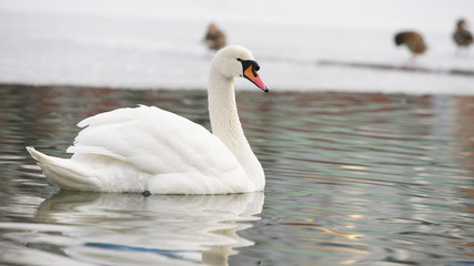 Fototapeta premium Лебедь на пруду