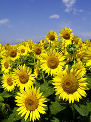 Fototapeta premium ひまわり