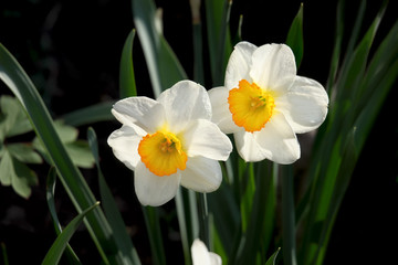Fototapeta premium White narcissus flowers