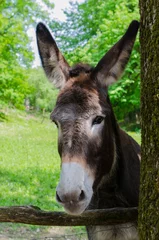 Acrylic prints Donkey donkey in the park