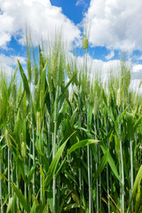 Wheat in the field