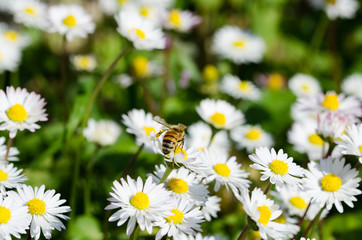 Ape che vola via da un fiore